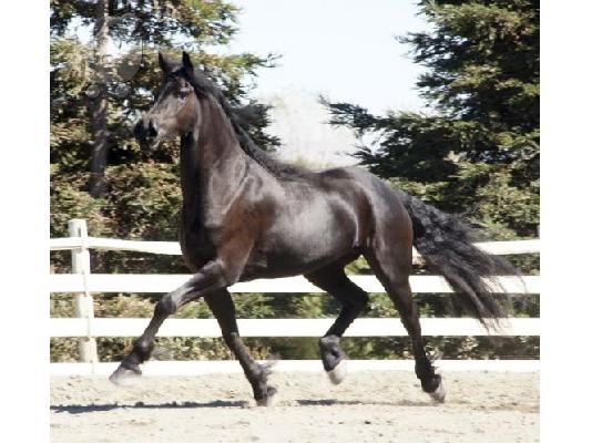 PoulaTo: Πανέμορφο άλογο